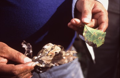 Häufig liegt es an der Feuchtigkeit und schlechten Nährstoffversorgung, wenn Pilze die Pflanzen befallen