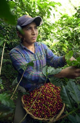 Kaffeepflücker in der Pflanzung